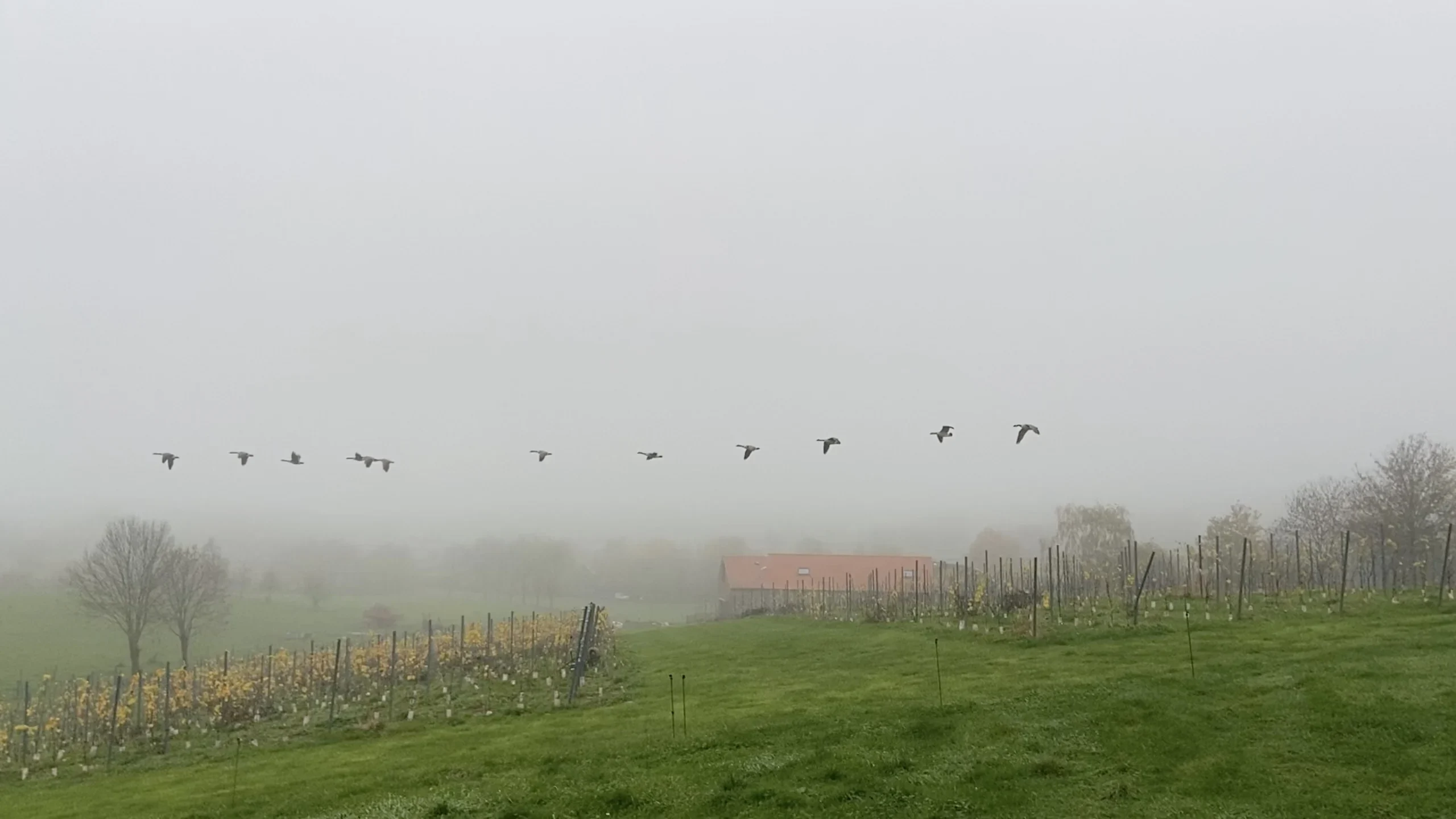 Geese above foggy vineyard